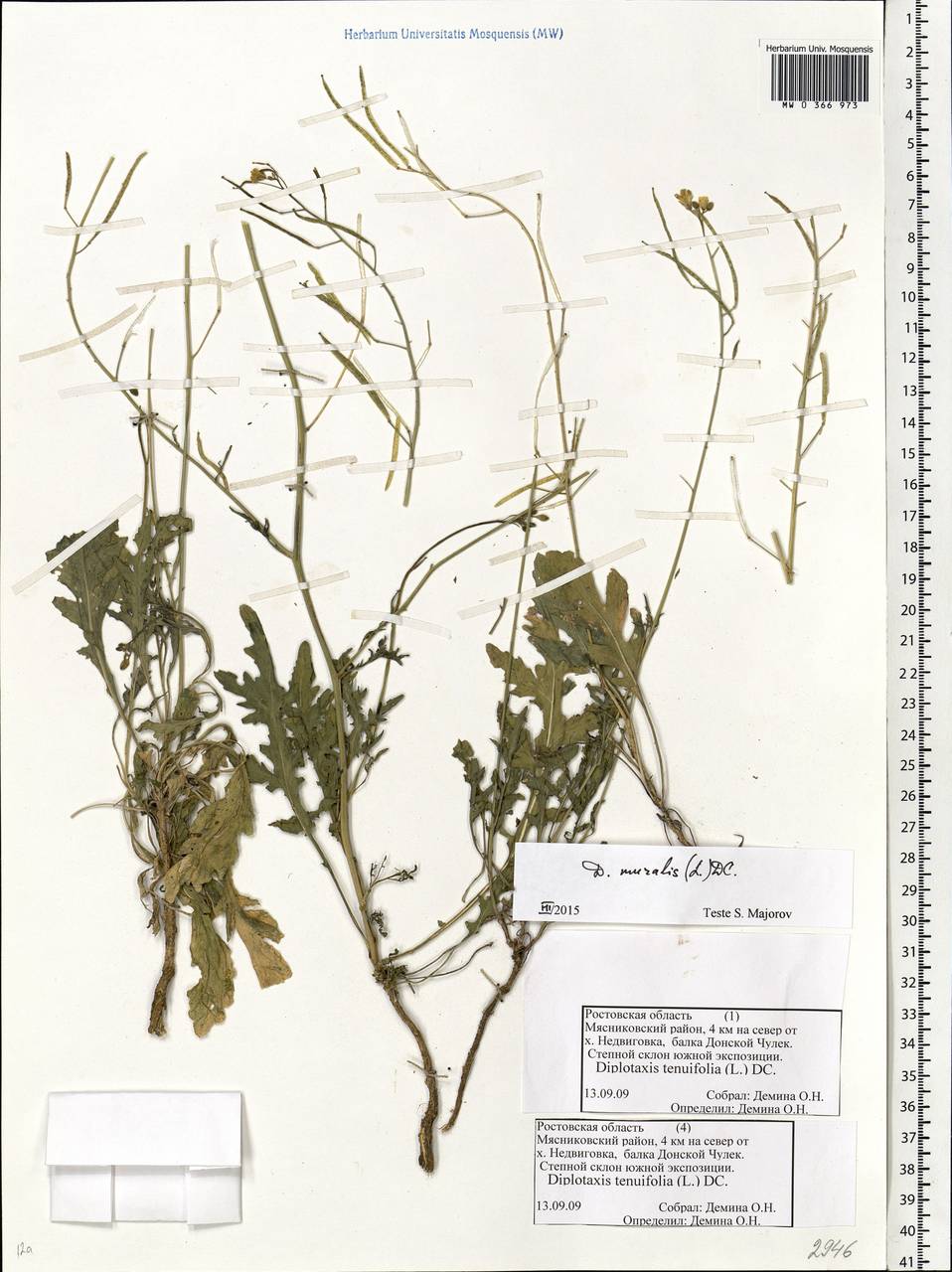 Diplotaxis muralis (L.) DC., Eastern Europe, Rostov Oblast (E12a) (Russia)