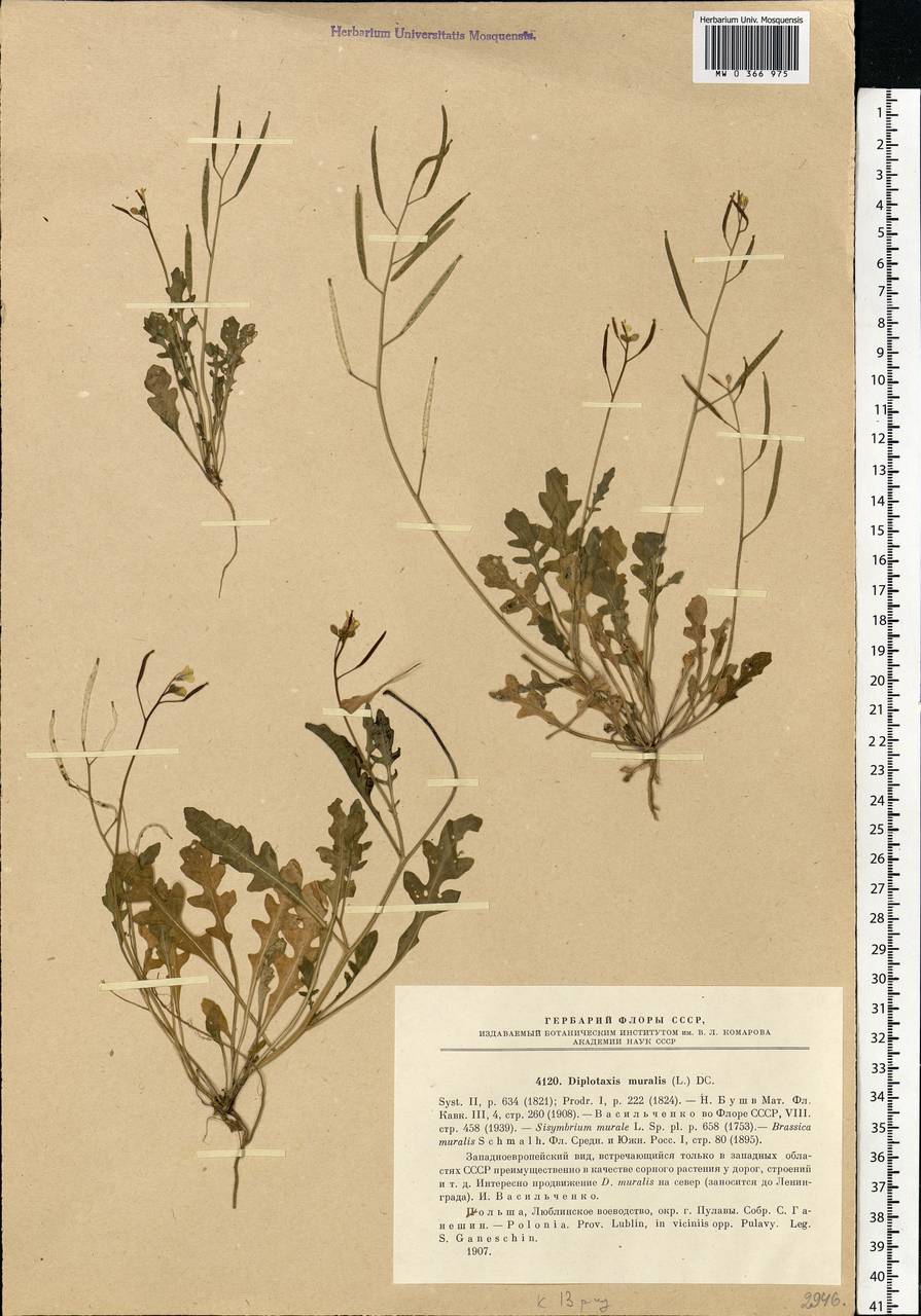 Diplotaxis muralis (L.) DC., Western Europe (EUR) (Poland)