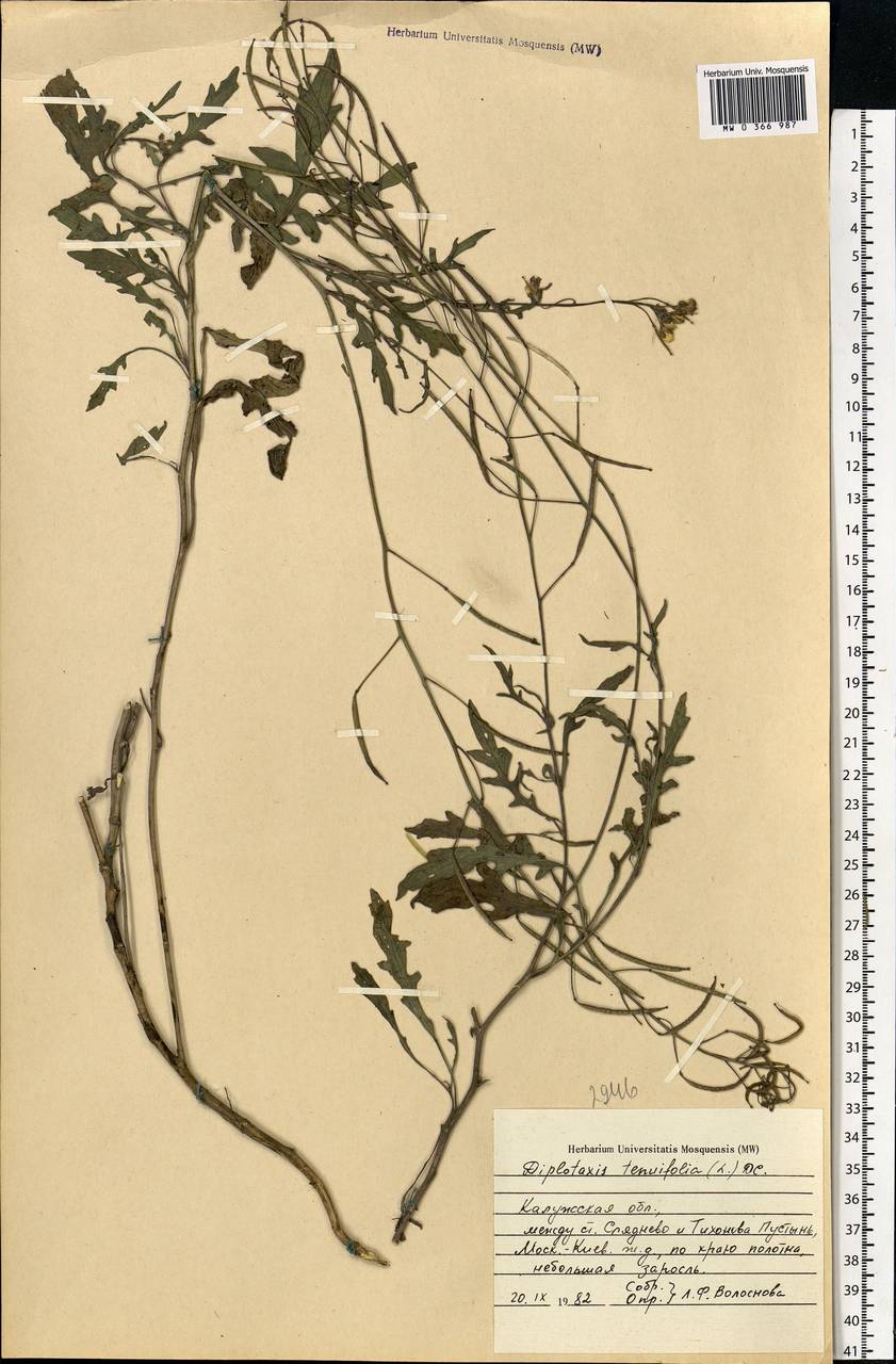 Diplotaxis tenuifolia (L.) DC., Eastern Europe, Central region (E4) (Russia)