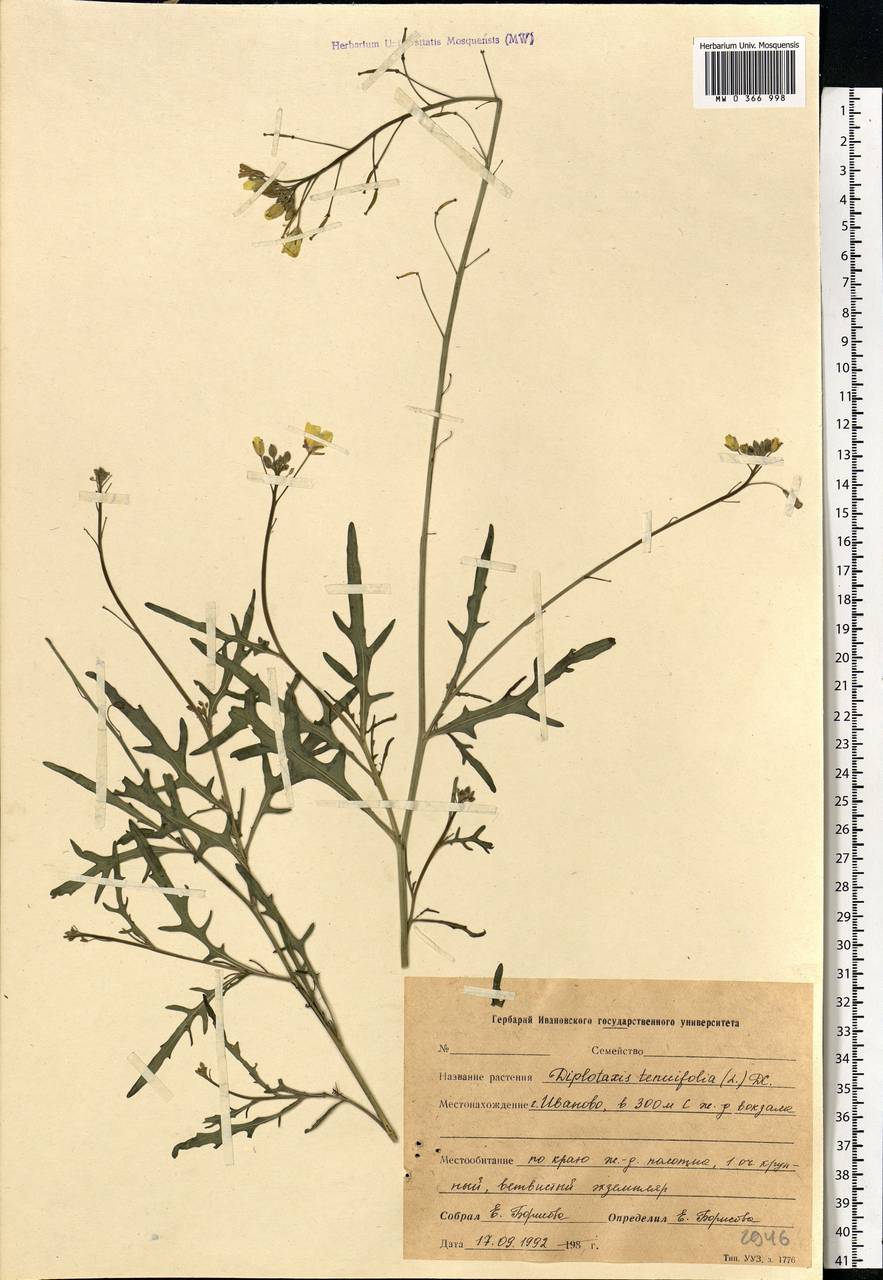 Diplotaxis tenuifolia (L.) DC., Eastern Europe, Central forest region (E5) (Russia)