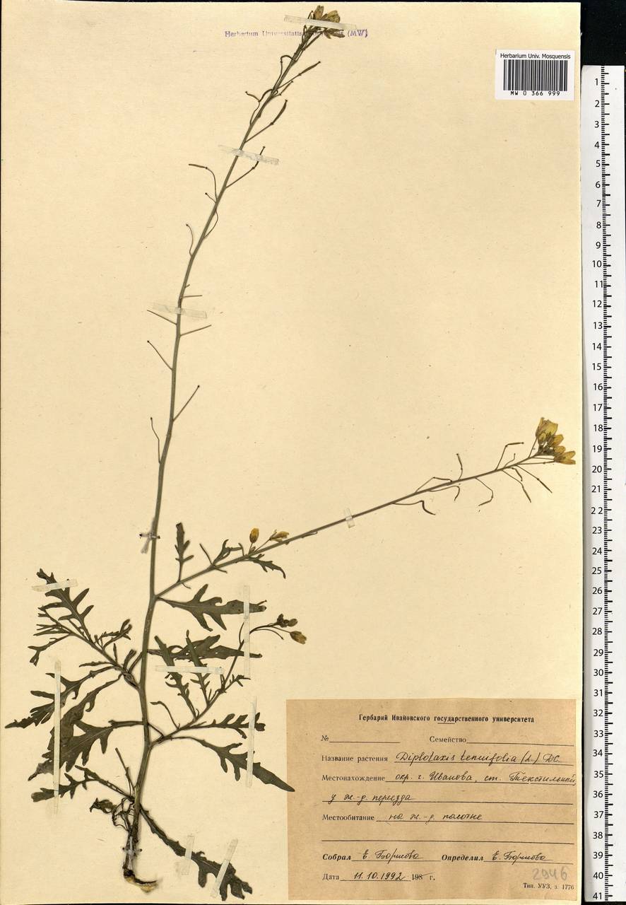 Diplotaxis tenuifolia (L.) DC., Eastern Europe, Central forest region (E5) (Russia)