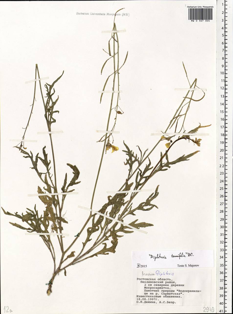 Diplotaxis tenuifolia (L.) DC., Eastern Europe, Rostov Oblast (E12a) (Russia)