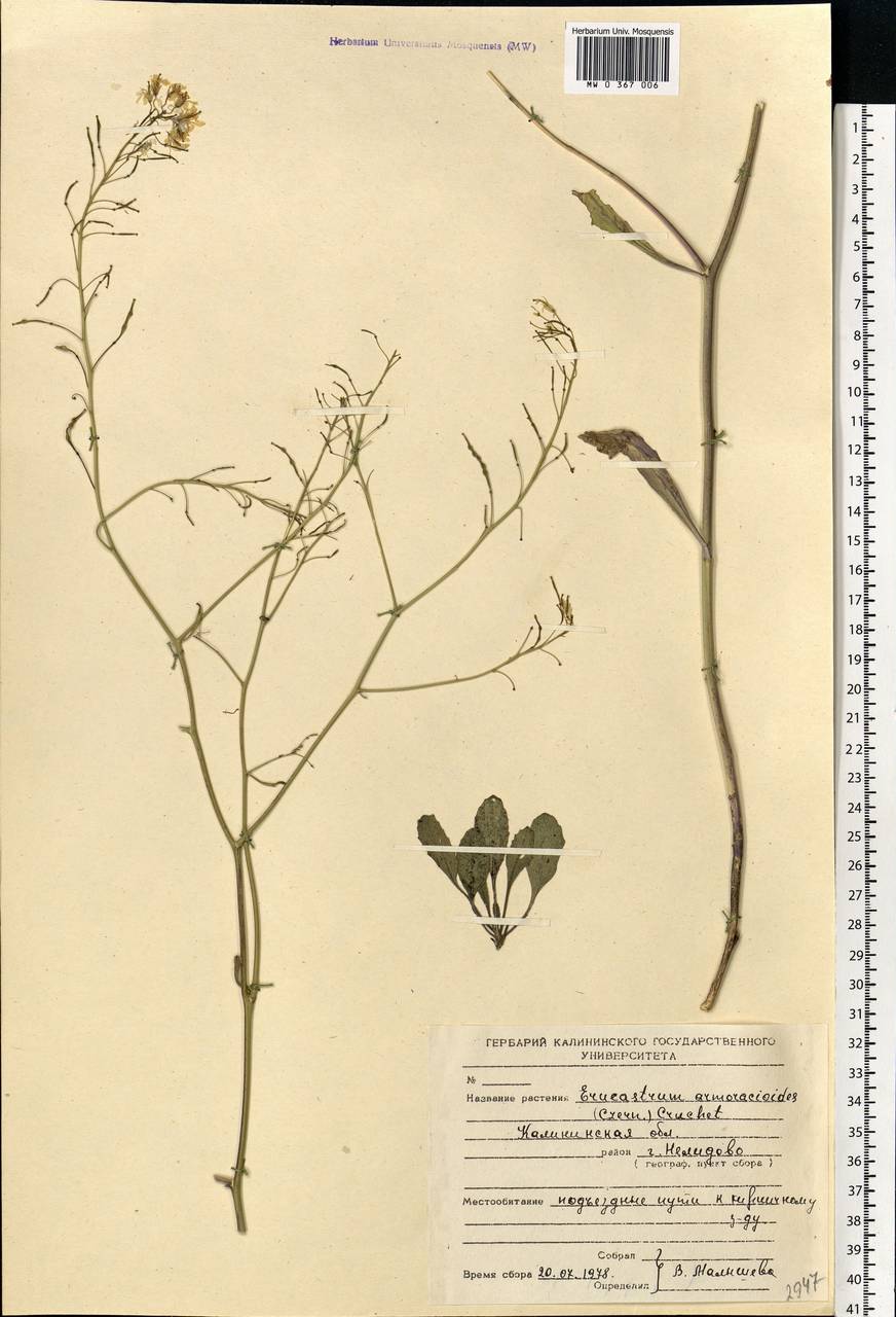 Guenthera persica (Boiss. & Hohen.) D.A.German, Eastern Europe, North-Western region (E2) (Russia)