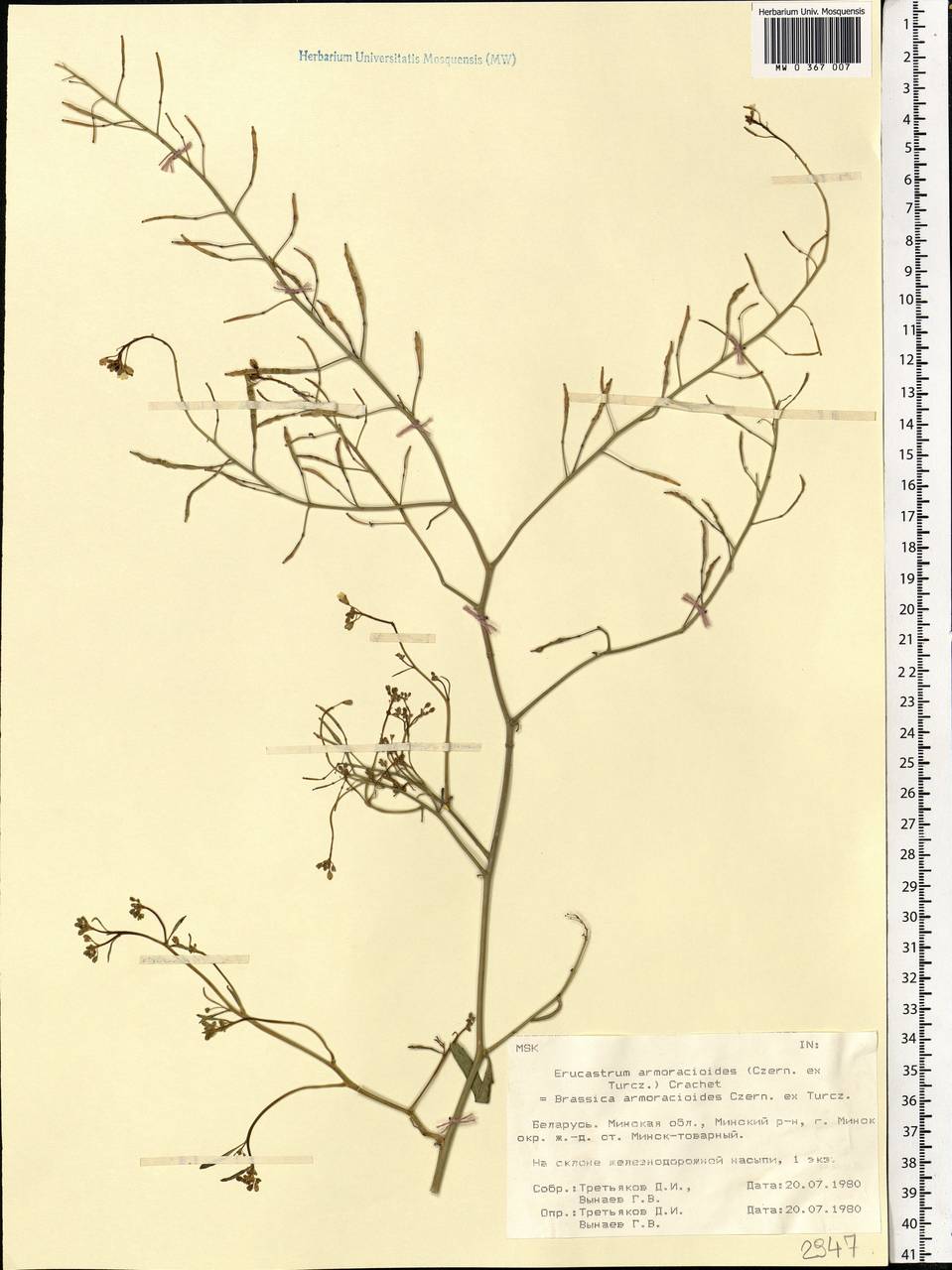 Guenthera persica subsp. persica, Eastern Europe, Belarus (E3a) (Belarus)