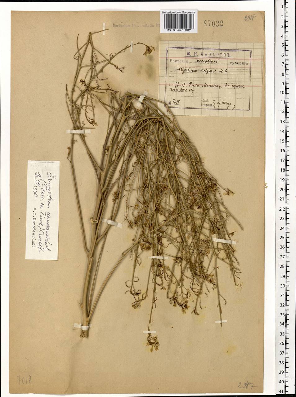 Guenthera persica (Boiss. & Hohen.) D.A.German, Eastern Europe, Moscow region (E4a) (Russia)