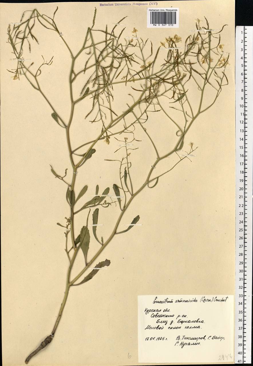 Guenthera persica subsp. persica, Eastern Europe, Central forest-and-steppe region (E6) (Russia)