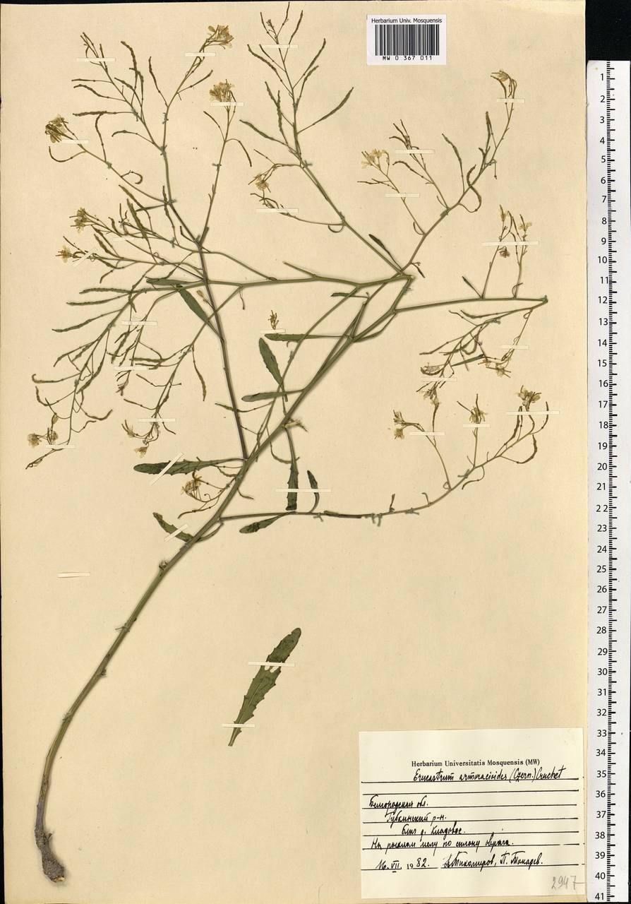 Guenthera persica (Boiss. & Hohen.) D.A.German, Eastern Europe, Central forest-and-steppe region (E6) (Russia)