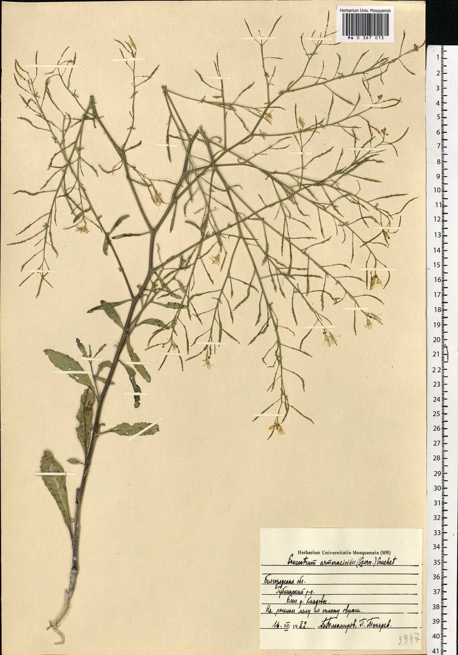 Guenthera persica (Boiss. & Hohen.) D.A.German, Eastern Europe, Central forest-and-steppe region (E6) (Russia)