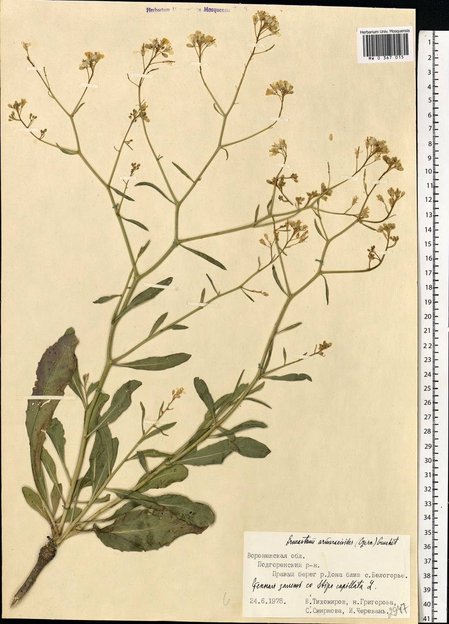 Brassica elongata subsp. integrifolia (Boiss.) Breistr., Eastern Europe, Central forest-and-steppe region (E6) (Russia)