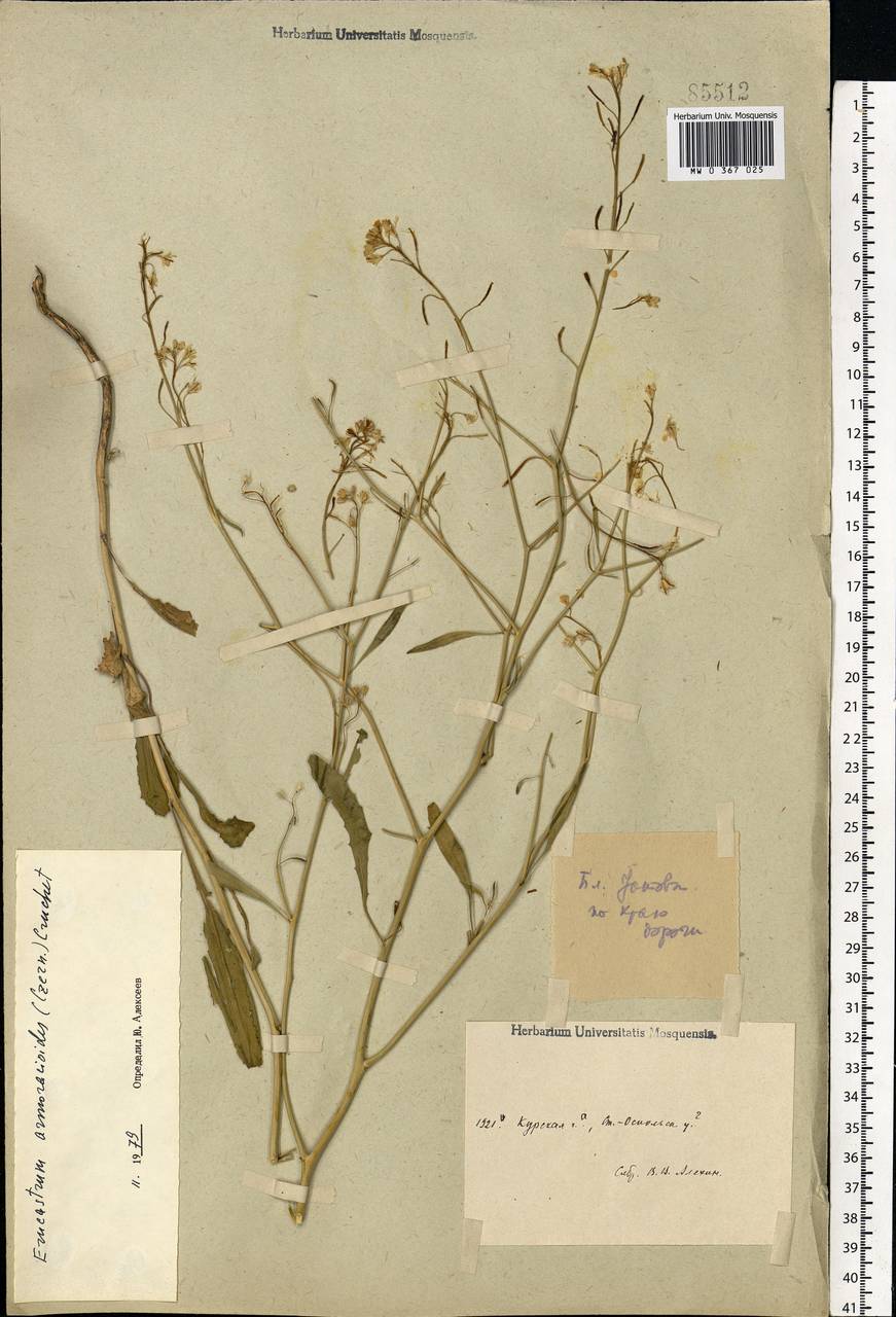 Guenthera persica (Boiss. & Hohen.) D.A.German, Eastern Europe, Central forest-and-steppe region (E6) (Russia)