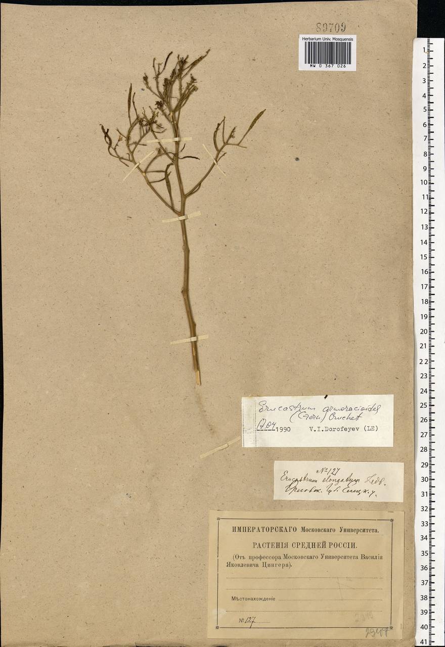 Guenthera persica (Boiss. & Hohen.) D.A.German, Eastern Europe, Central forest-and-steppe region (E6) (Russia)