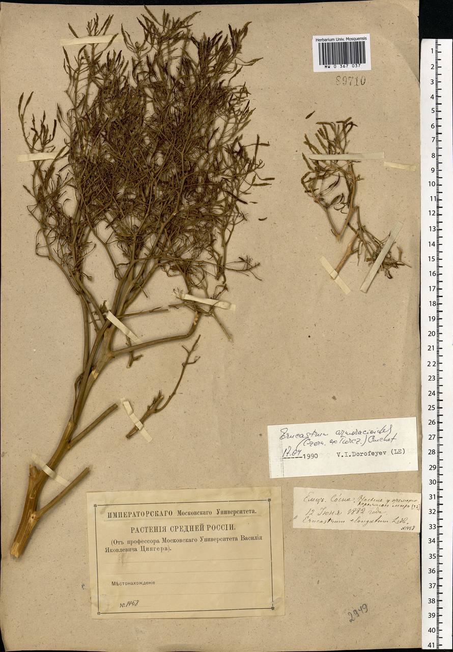 Brassica elongata subsp. integrifolia (Boiss.) Breistr., Eastern Europe, Central forest-and-steppe region (E6) (Russia)
