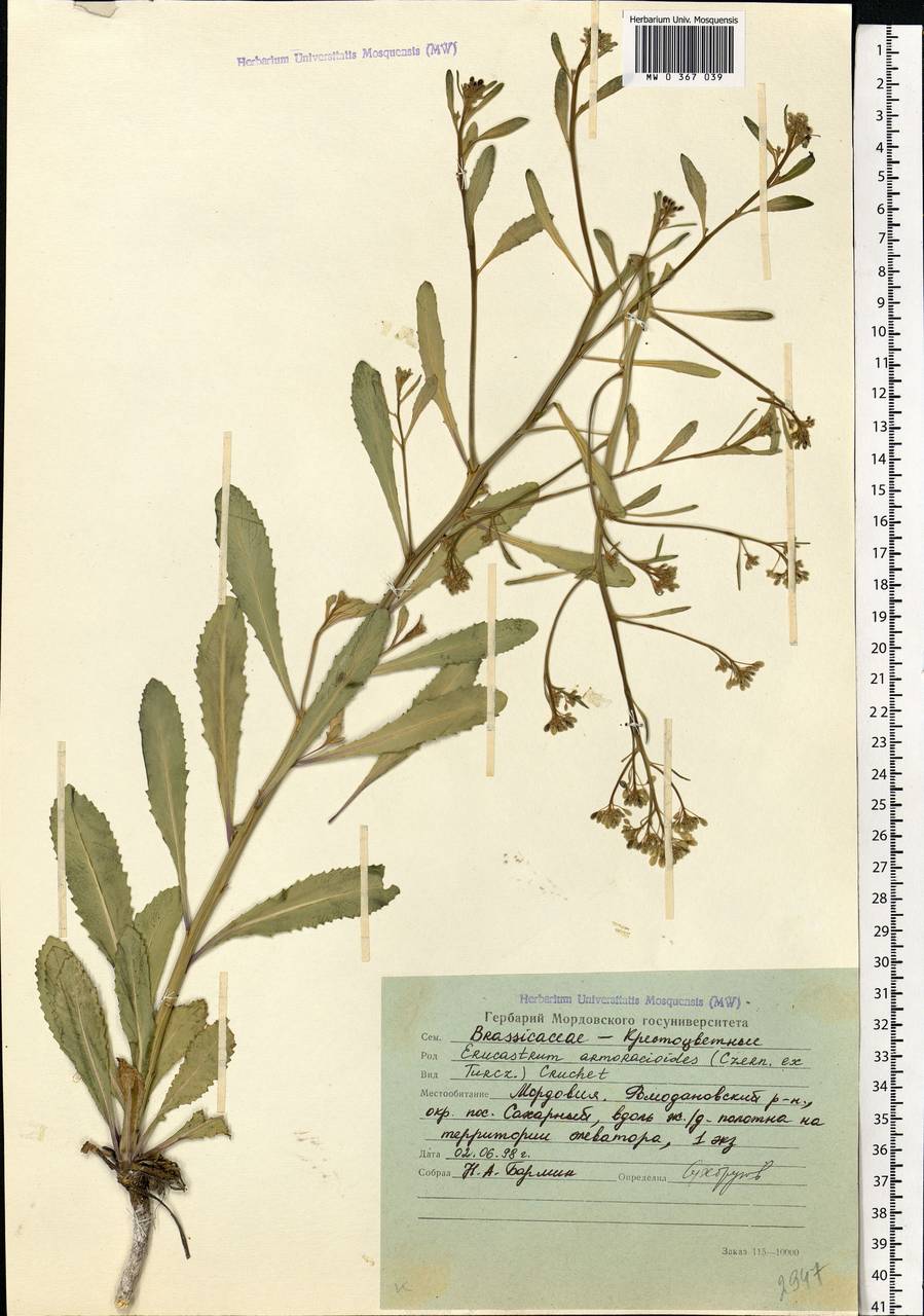 Brassica elongata subsp. integrifolia (Boiss.) Breistr., Eastern Europe, Middle Volga region (E8) (Russia)