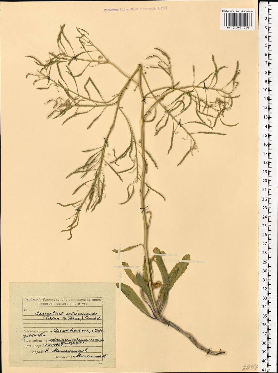 Guenthera persica subsp. persica, Eastern Europe, Middle Volga region (E8) (Russia)
