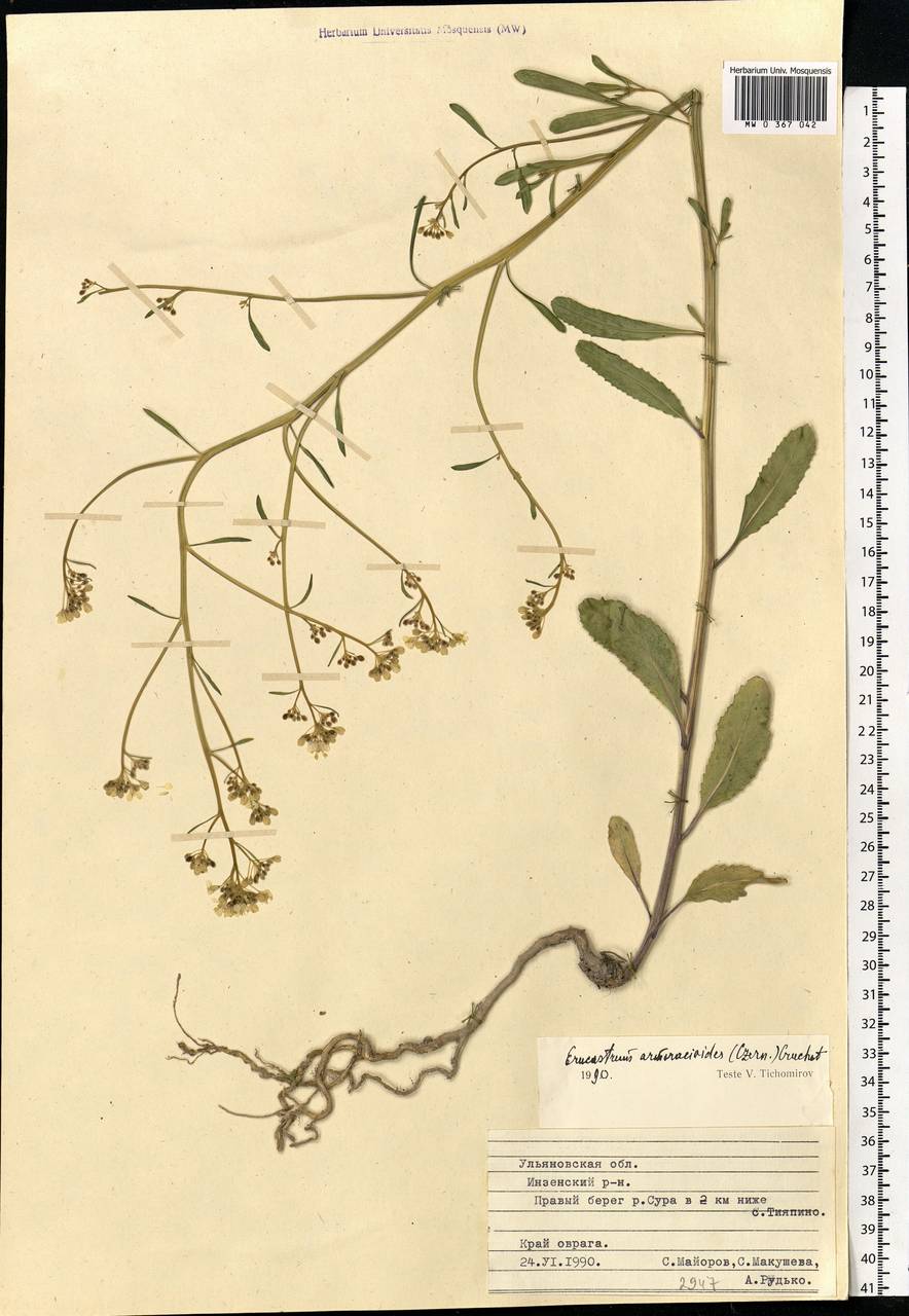 Guenthera persica (Boiss. & Hohen.) D.A.German, Eastern Europe, Middle Volga region (E8) (Russia)