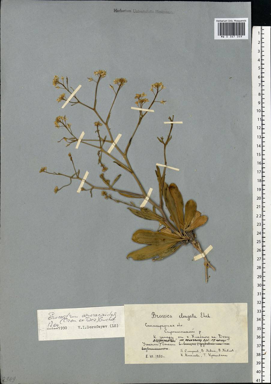 Guenthera persica (Boiss. & Hohen.) D.A.German, Eastern Europe, Lower Volga region (E9) (Russia)