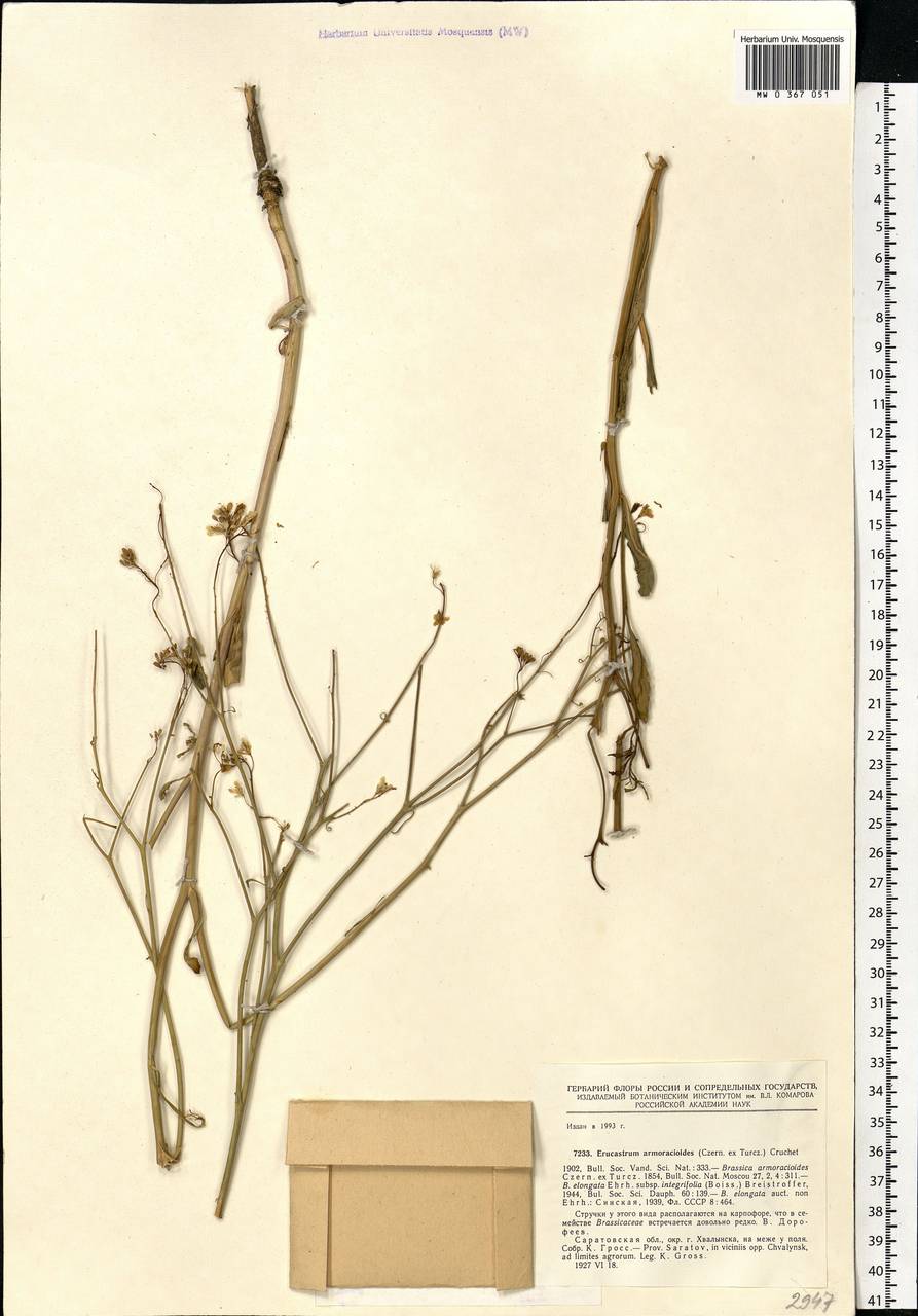 Guenthera persica (Boiss. & Hohen.) D.A.German, Eastern Europe, Lower Volga region (E9) (Russia)