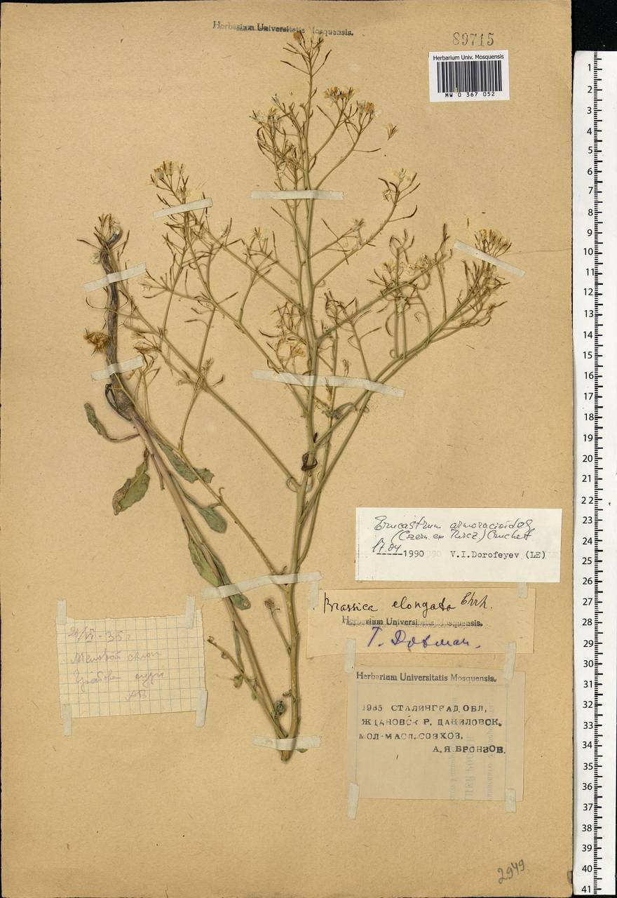Brassica elongata subsp. integrifolia (Boiss.) Breistr., Eastern Europe, Lower Volga region (E9) (Russia)
