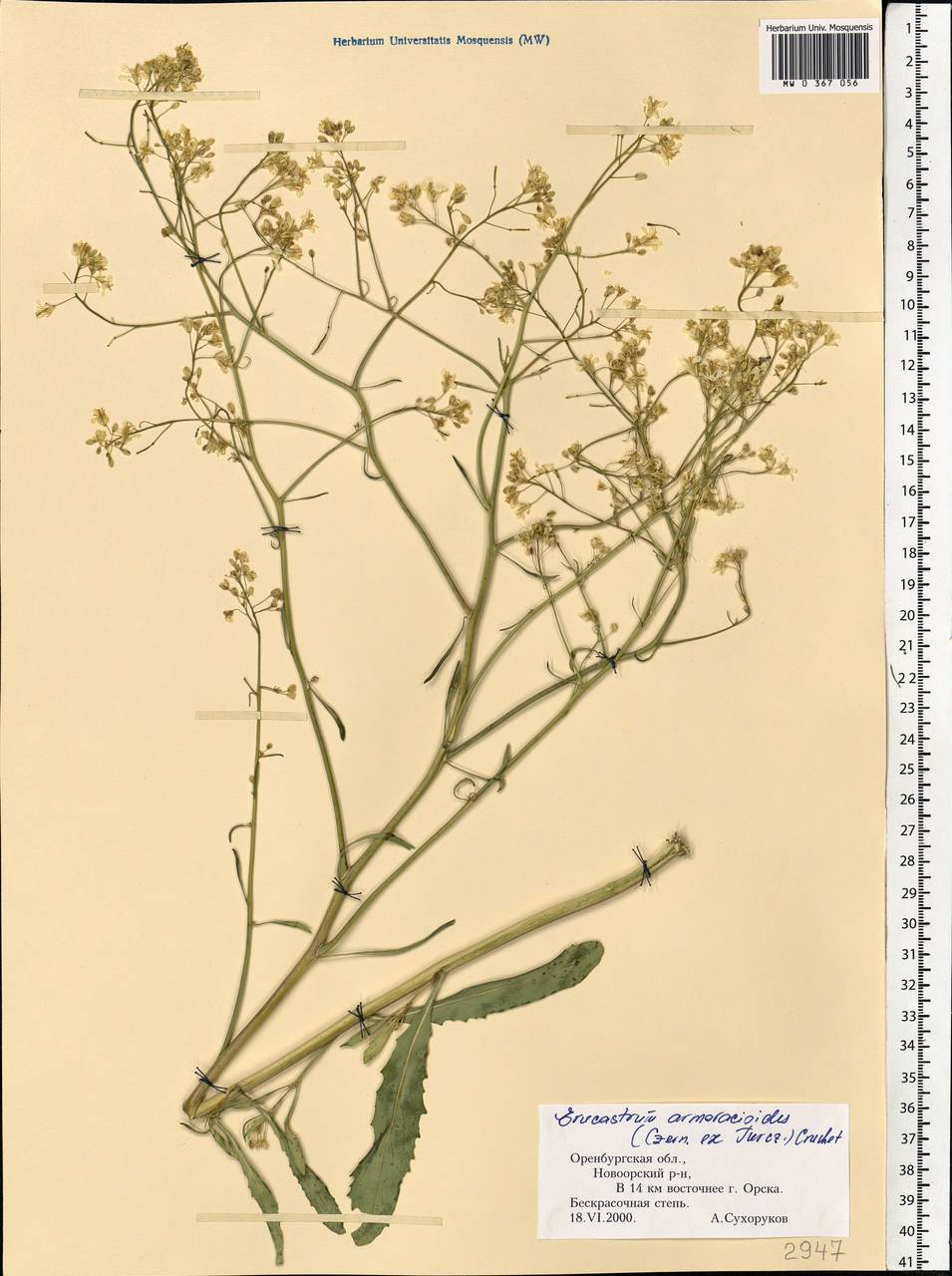 Guenthera persica subsp. persica, Eastern Europe, Eastern region (E10) (Russia)