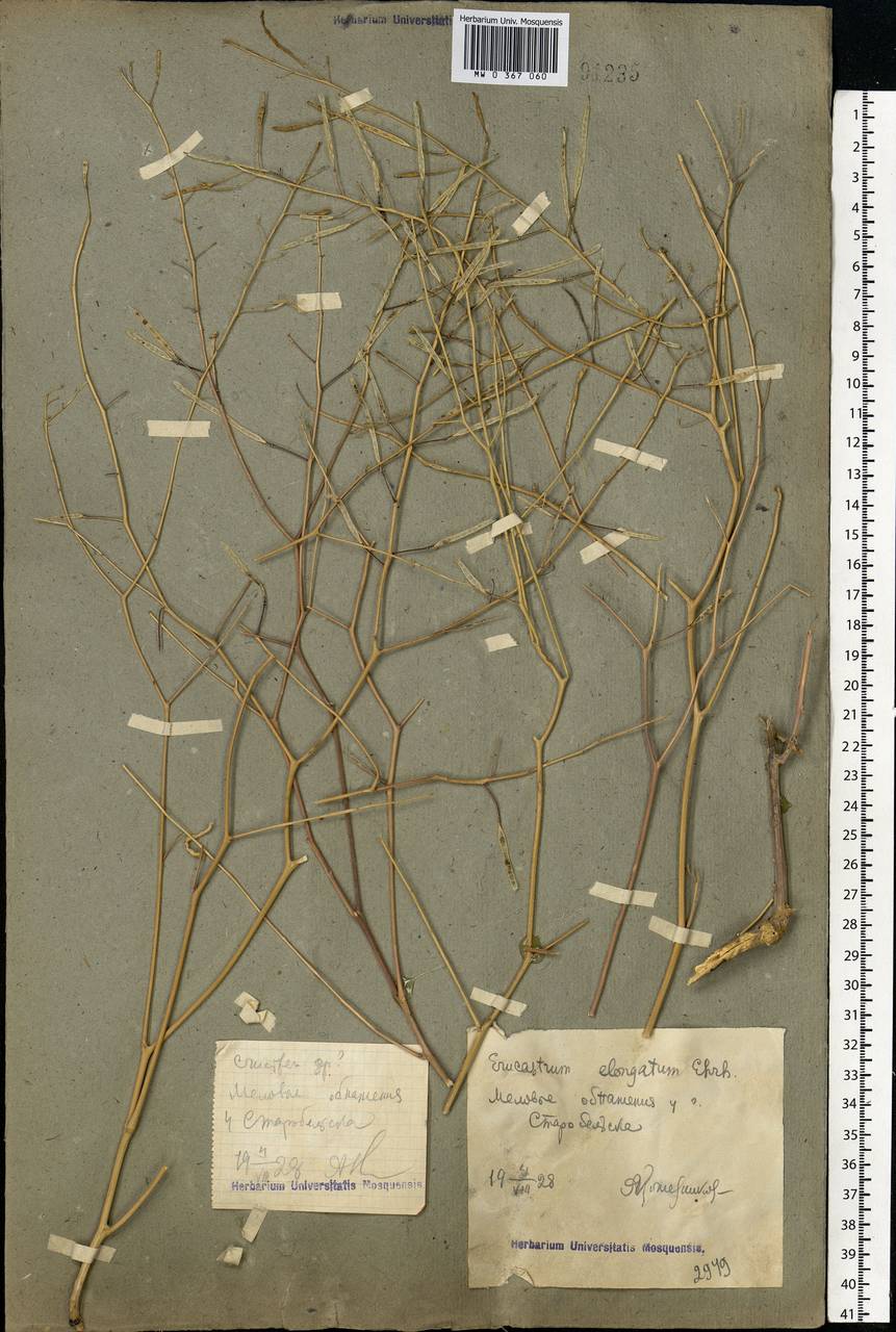 Guenthera persica (Boiss. & Hohen.) D.A.German, Eastern Europe, North Ukrainian region (E11) (Ukraine)