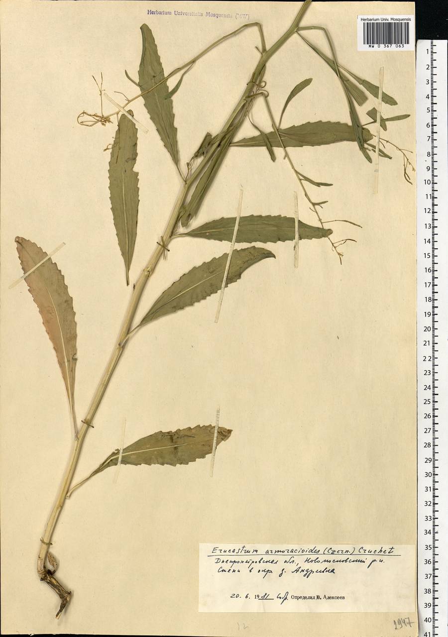 Brassica elongata subsp. integrifolia (Boiss.) Breistr., Eastern Europe, South Ukrainian region (E12) (Ukraine)