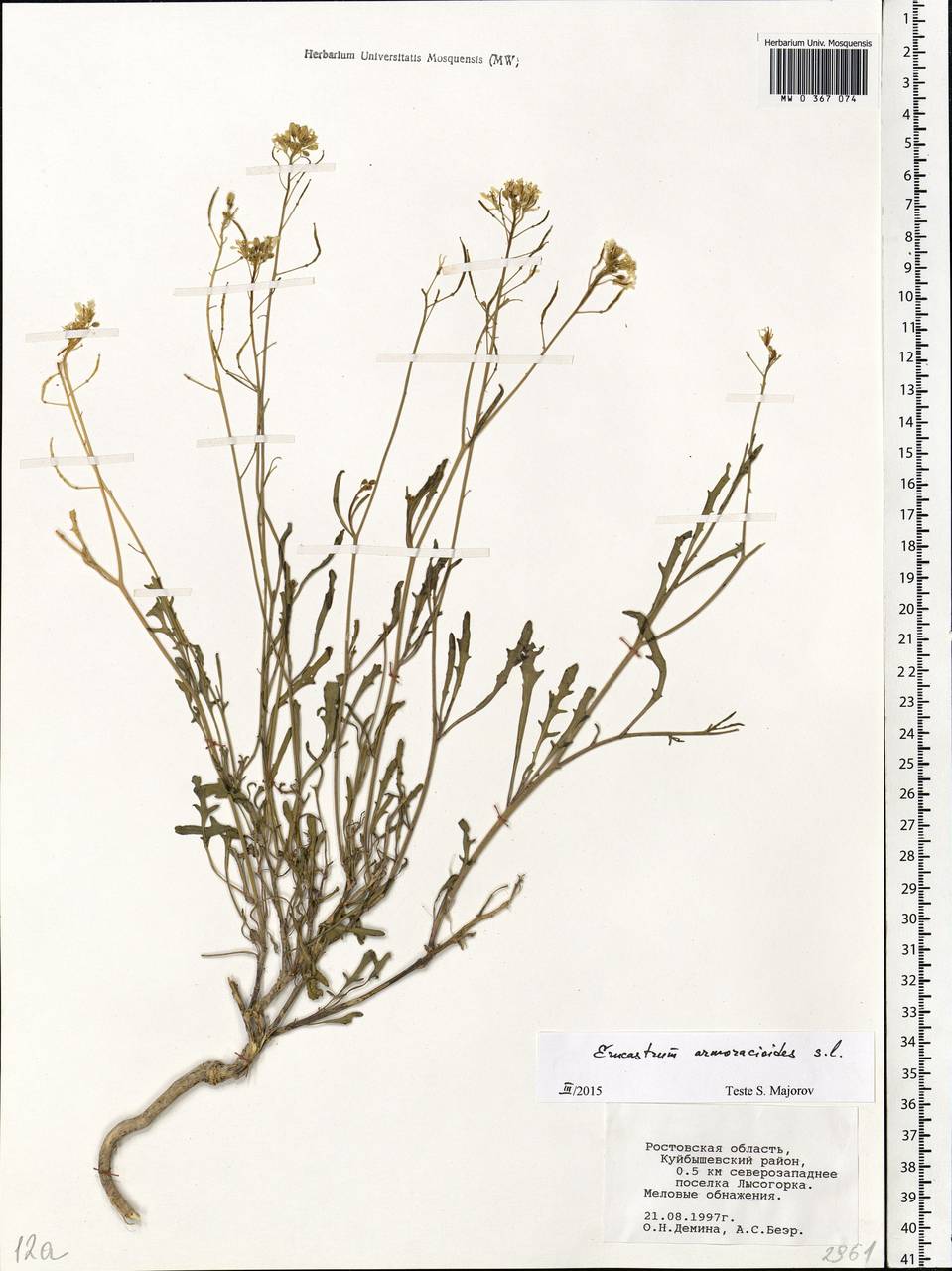Guenthera persica (Boiss. & Hohen.) D.A.German, Eastern Europe, Rostov Oblast (E12a) (Russia)