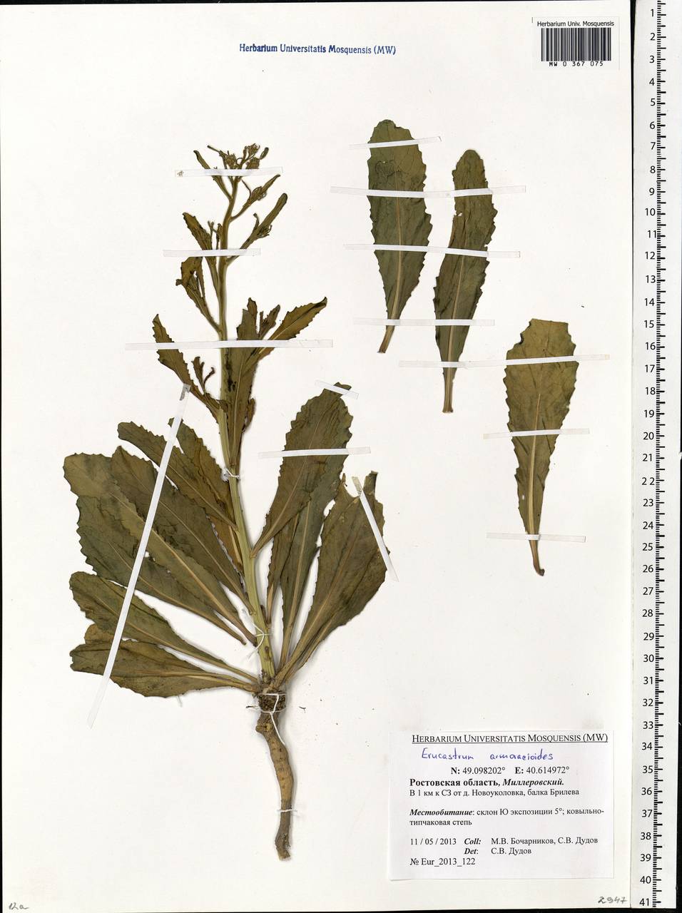 Guenthera persica subsp. persica, Eastern Europe, Rostov Oblast (E12a) (Russia)