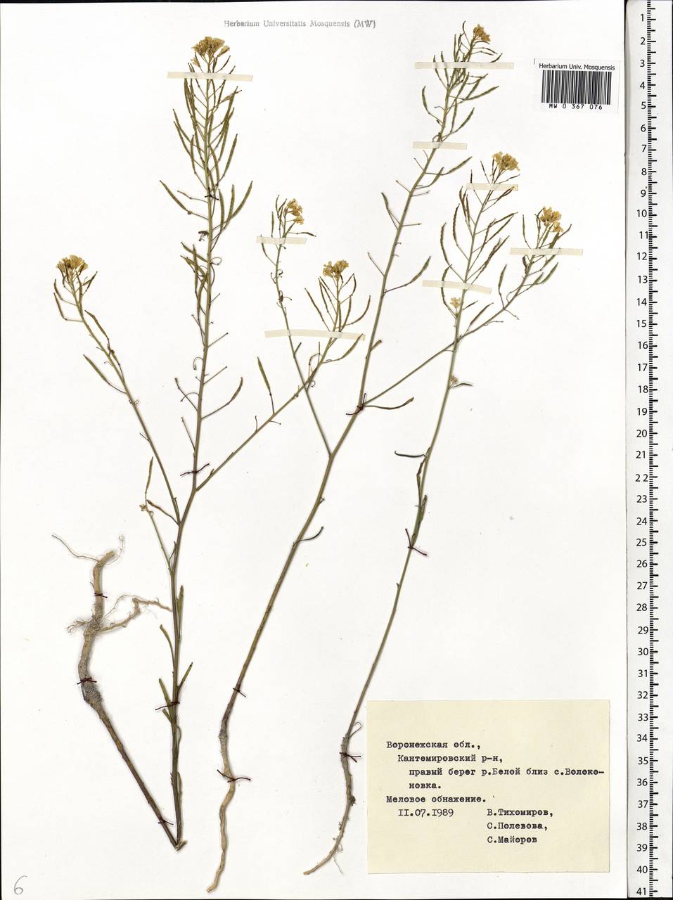 Guenthera cartilaginea (Pall. ex DC.) V.I.Dorof., Eastern Europe, Central forest-and-steppe region (E6) (Russia)