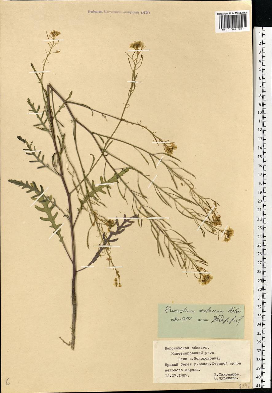 Brassica elongata subsp. pinnatifida (Schmalh.) Greuter & Burdet, Eastern Europe, Central forest-and-steppe region (E6) (Russia)