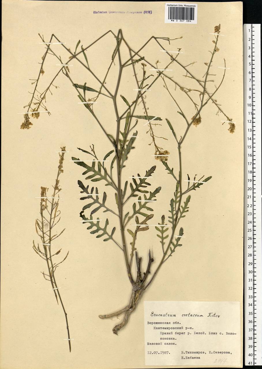 Brassica elongata subsp. pinnatifida (Schmalh.) Greuter & Burdet, Eastern Europe, Central forest-and-steppe region (E6) (Russia)