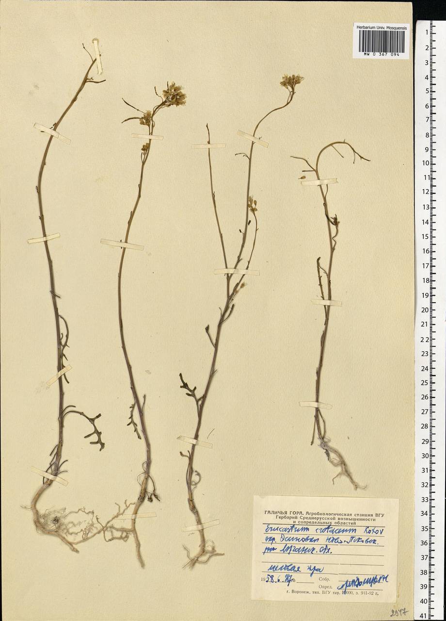Guenthera cartilaginea (Pall. ex DC.) V.I.Dorof., Eastern Europe, North Ukrainian region (E11) (Ukraine)