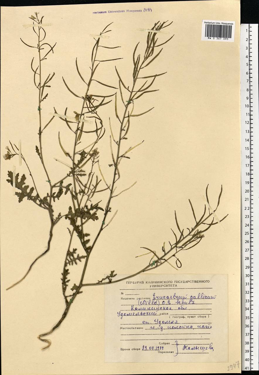 Erucastrum gallicum (Willd.) O. E. Schulz, Eastern Europe, North-Western region (E2) (Russia)