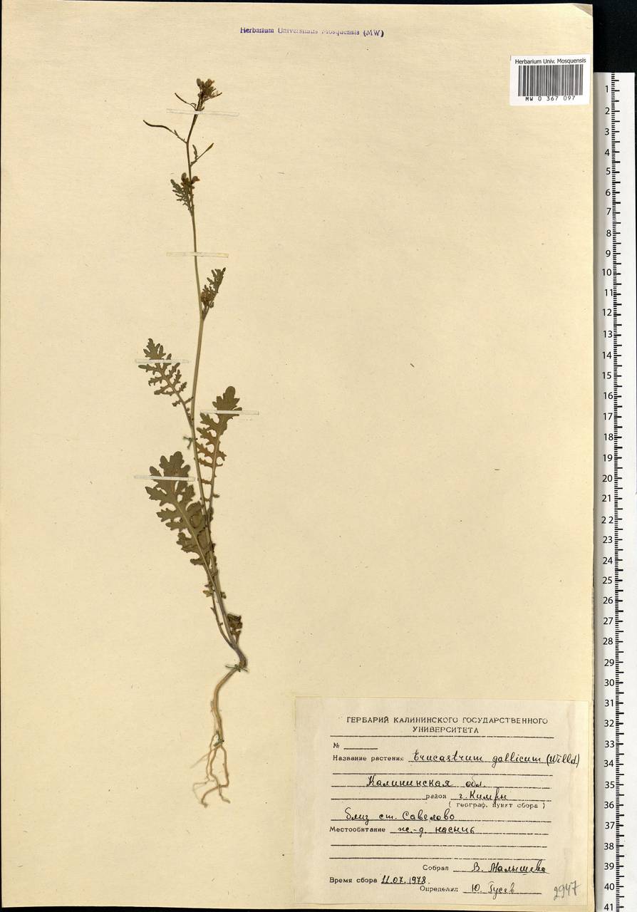 Erucastrum gallicum (Willd.) O. E. Schulz, Eastern Europe, North-Western region (E2) (Russia)