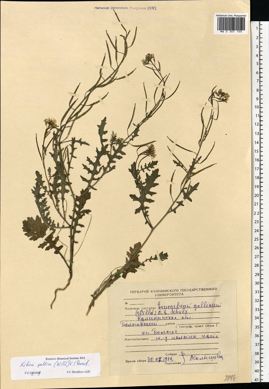 Erucastrum gallicum (Willd.) O. E. Schulz, Eastern Europe, North-Western region (E2) (Russia)