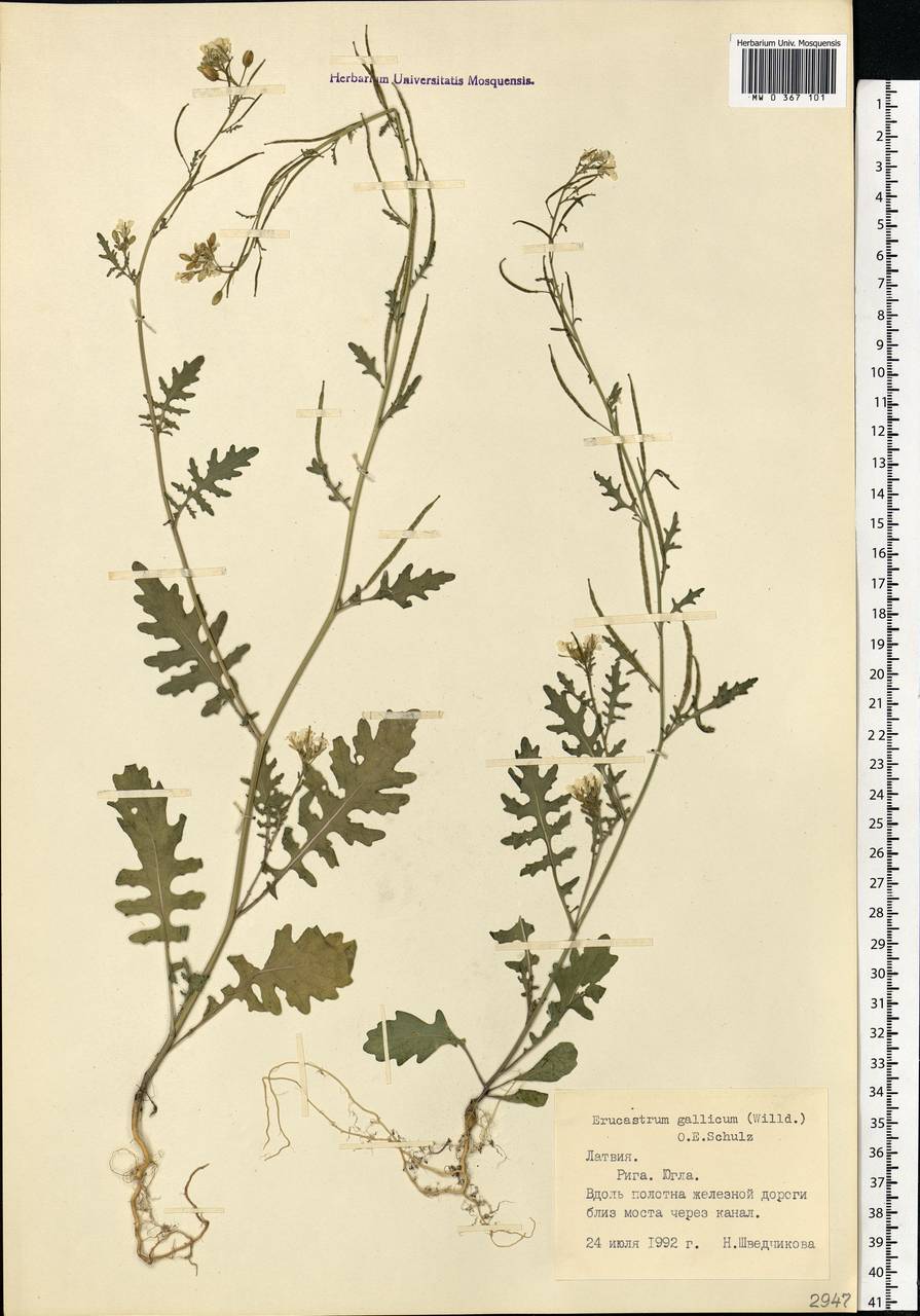 Erucastrum gallicum (Willd.) O.E. Schulz, Eastern Europe, Latvia (E2b) (Latvia)