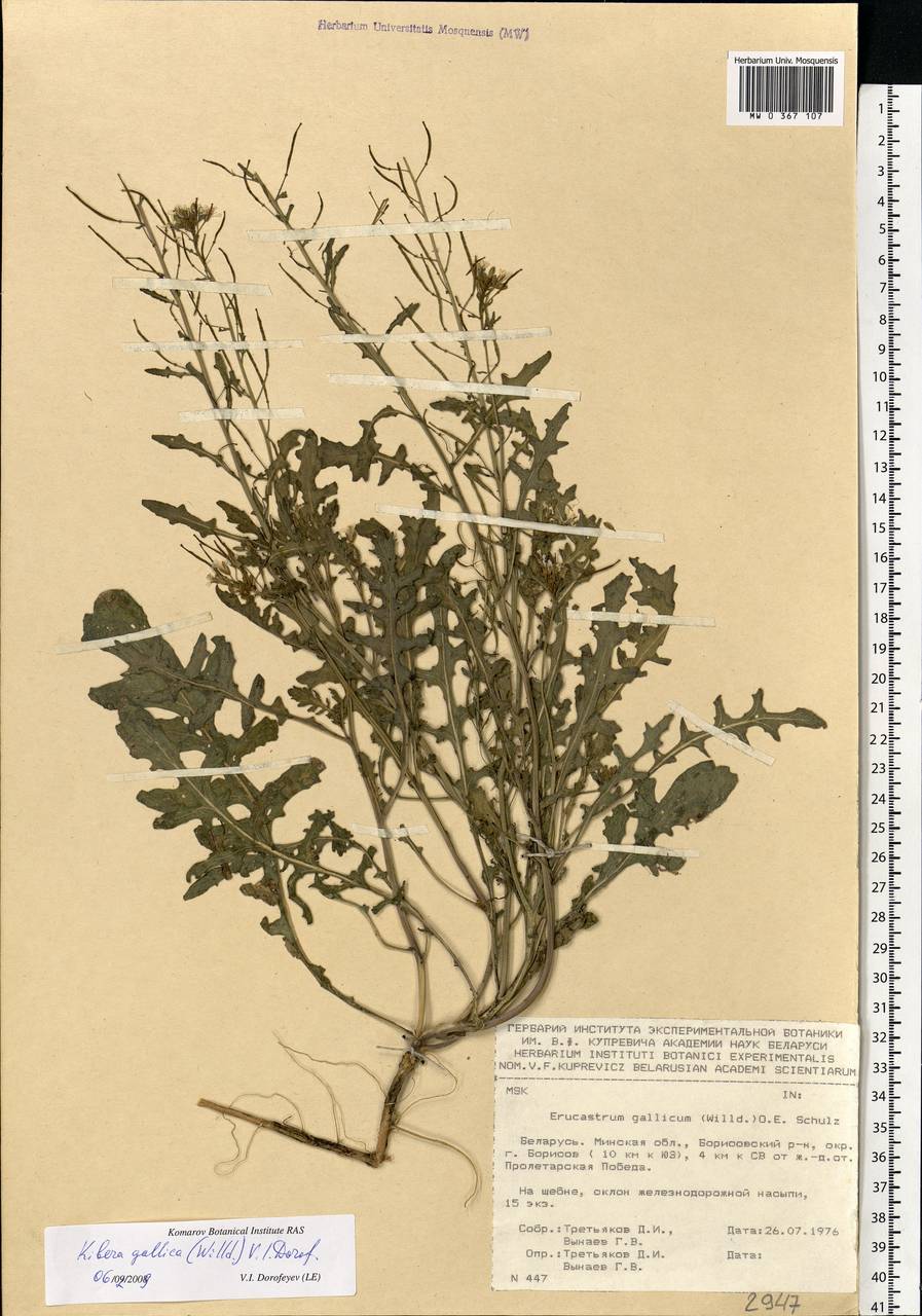 Erucastrum gallicum (Willd.) O.E.Schulz, Eastern Europe, Belarus (E3a) (Belarus)
