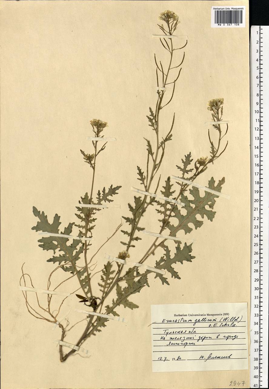 Erucastrum gallicum (Willd.) O. E. Schulz, Eastern Europe, Central region (E4) (Russia)