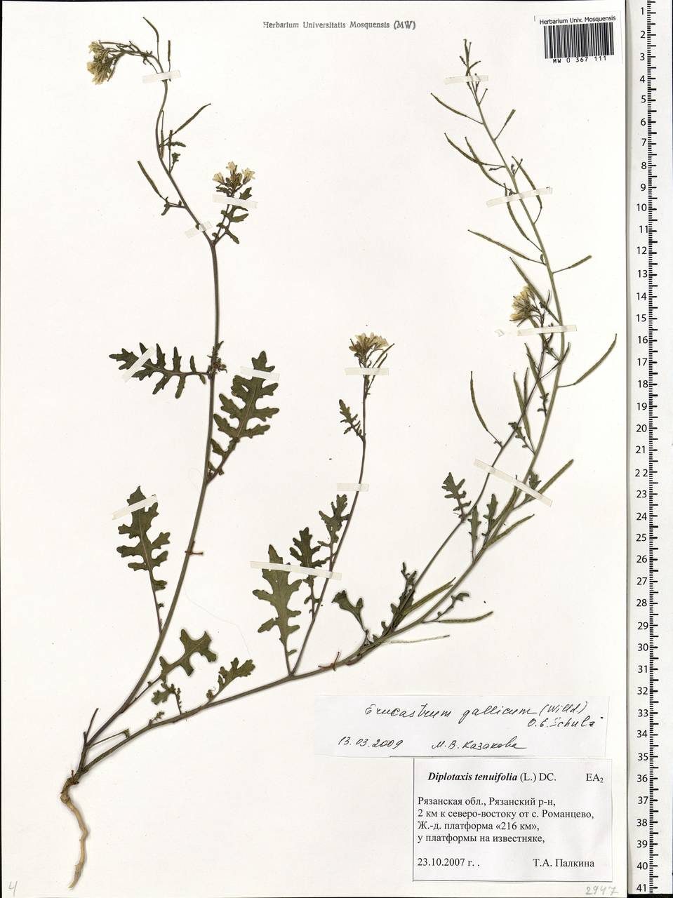 Erucastrum gallicum (Willd.) O. E. Schulz, Eastern Europe, Central region (E4) (Russia)