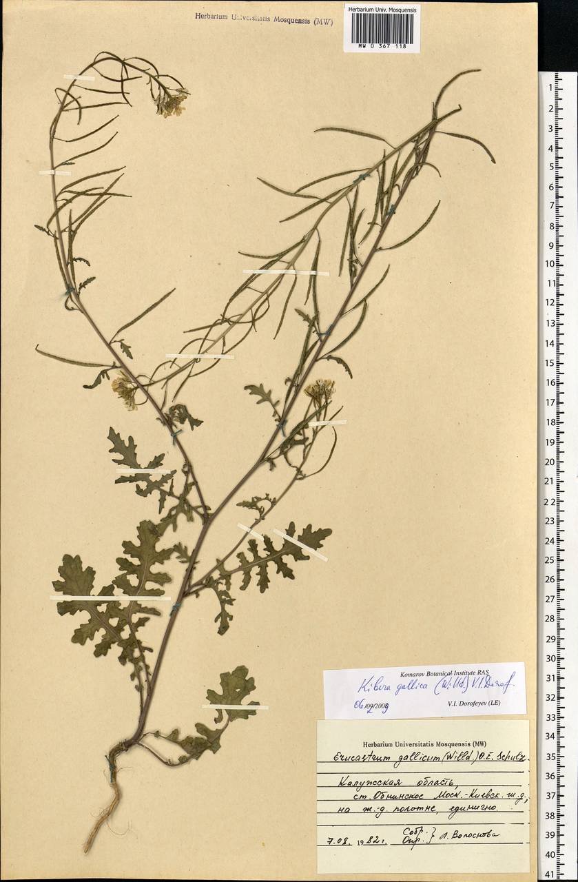 Erucastrum gallicum (Willd.) O.E. Schulz, Eastern Europe, Central region (E4) (Russia)
