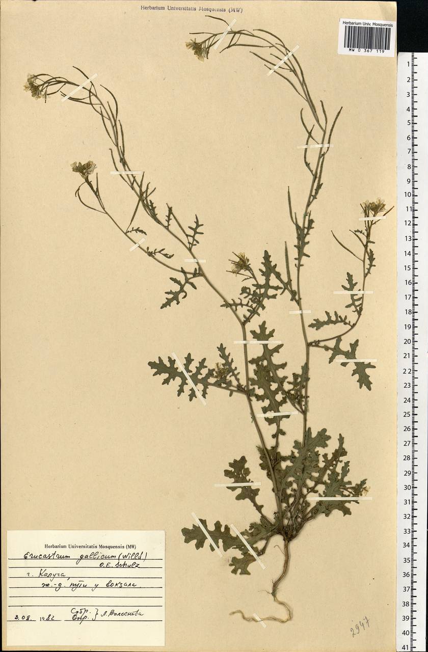 Erucastrum gallicum (Willd.) O.E.Schulz, Eastern Europe, Central region (E4) (Russia)