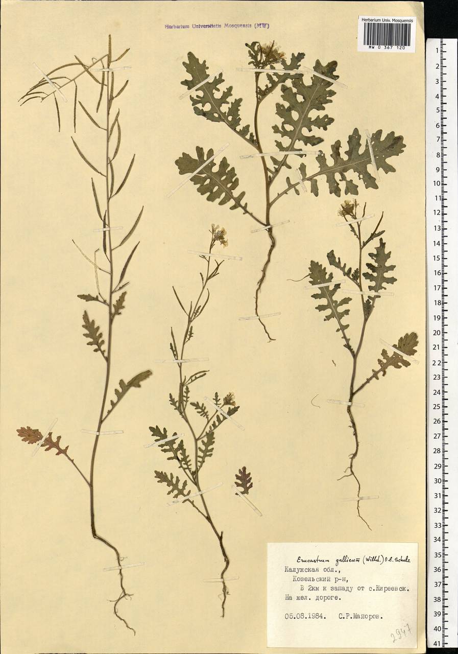 Erucastrum gallicum (Willd.) O.E.Schulz, Eastern Europe, Central region (E4) (Russia)