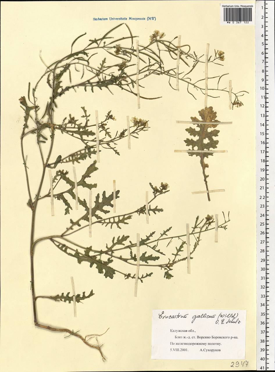 Erucastrum gallicum (Willd.) O.E. Schulz, Eastern Europe, Central region (E4) (Russia)