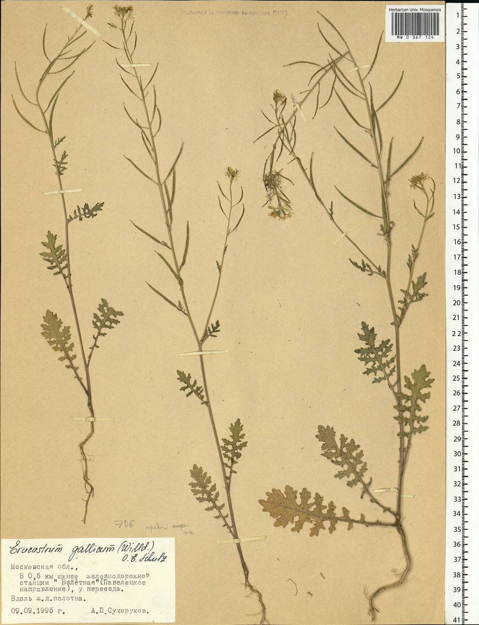 Erucastrum gallicum (Willd.) O.E. Schulz, Eastern Europe, Moscow region (E4a) (Russia)