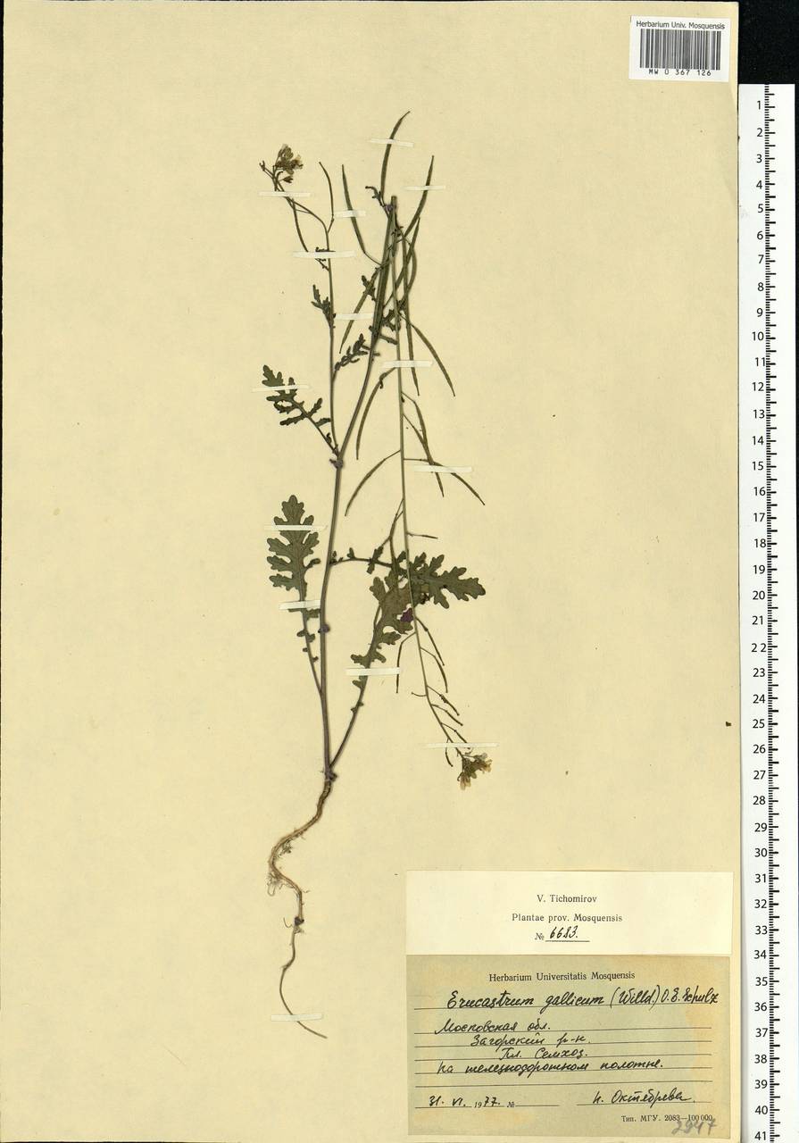 Erucastrum gallicum (Willd.) O.E.Schulz, Eastern Europe, Moscow region (E4a) (Russia)