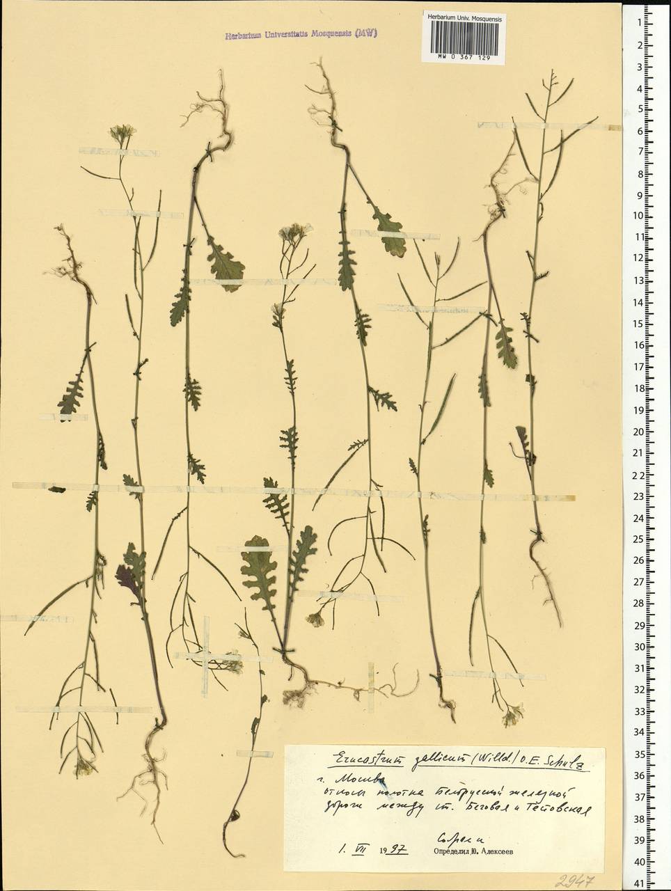 Erucastrum gallicum (Willd.) O.E. Schulz, Eastern Europe, Moscow region (E4a) (Russia)