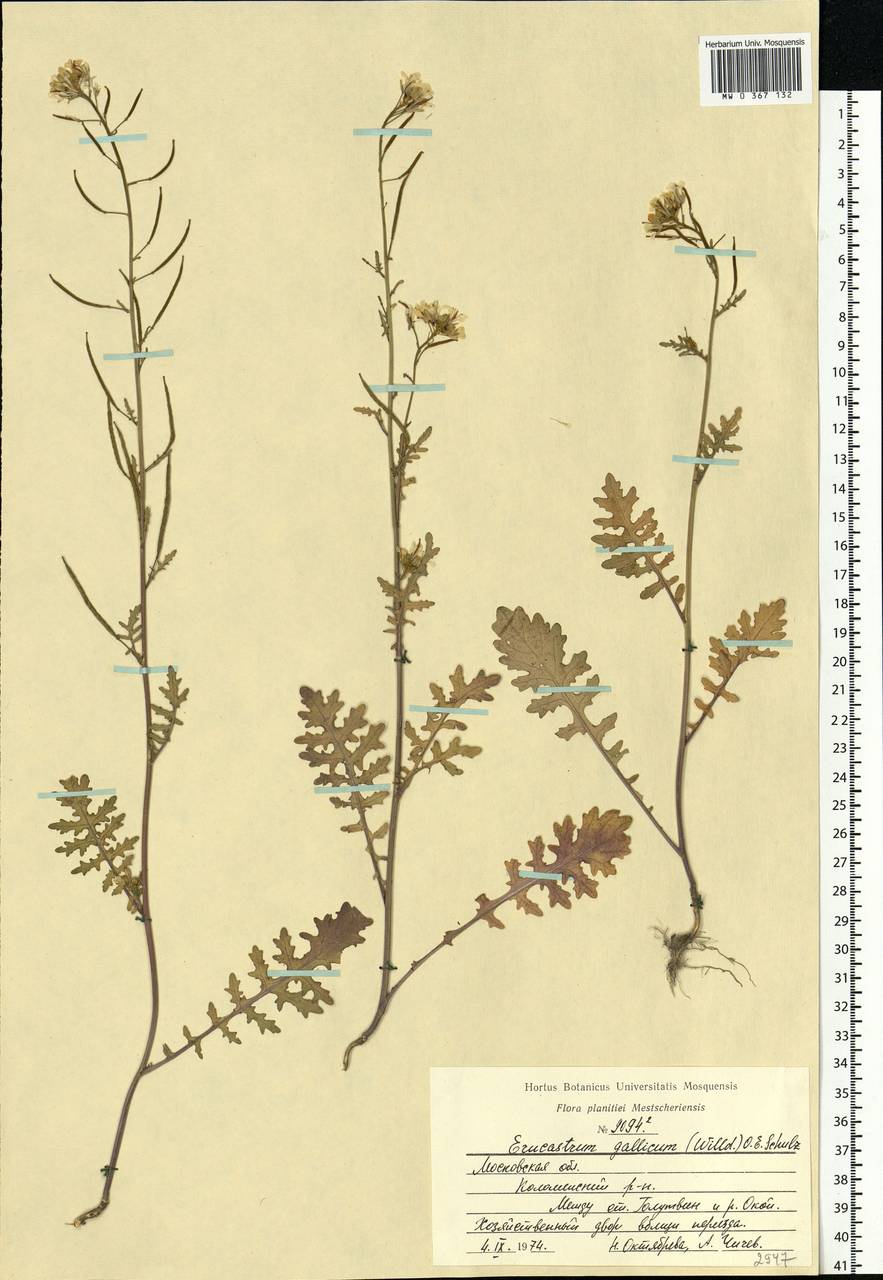 Erucastrum gallicum (Willd.) O.E.Schulz, Eastern Europe, Moscow region (E4a) (Russia)