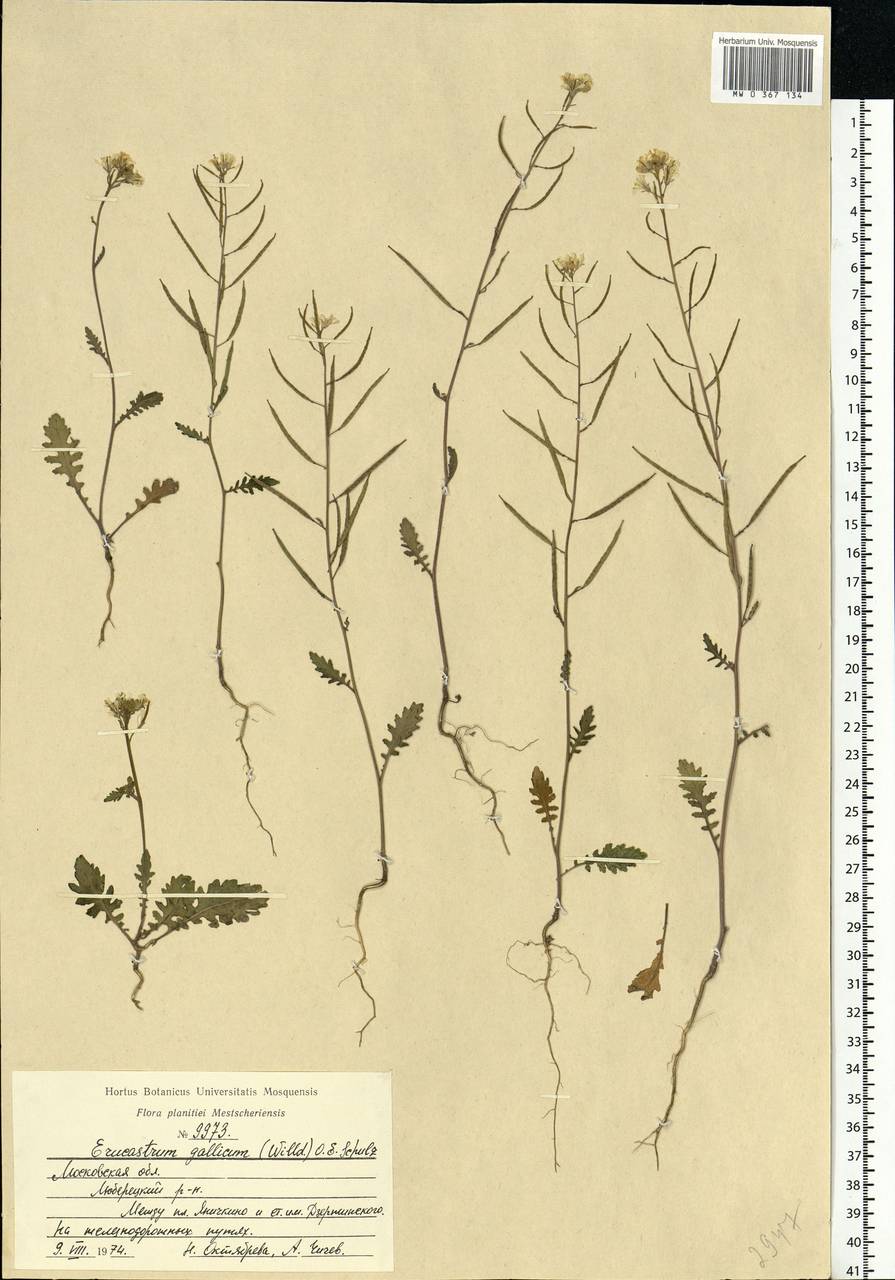 Erucastrum gallicum (Willd.) O.E.Schulz, Eastern Europe, Moscow region (E4a) (Russia)
