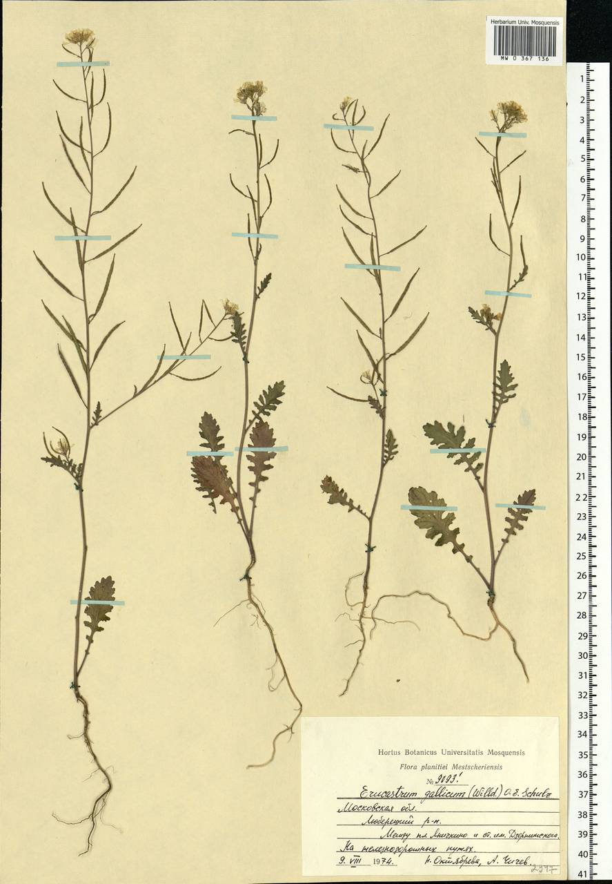 Erucastrum gallicum (Willd.) O. E. Schulz, Eastern Europe, Moscow region (E4a) (Russia)