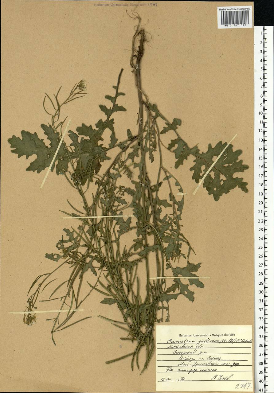 Erucastrum gallicum (Willd.) O.E.Schulz, Eastern Europe, Moscow region (E4a) (Russia)