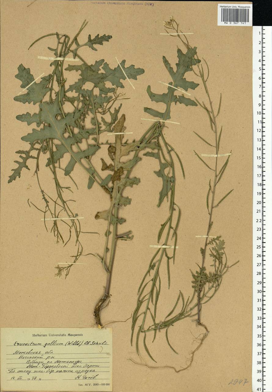 Erucastrum gallicum (Willd.) O.E.Schulz, Eastern Europe, Moscow region (E4a) (Russia)